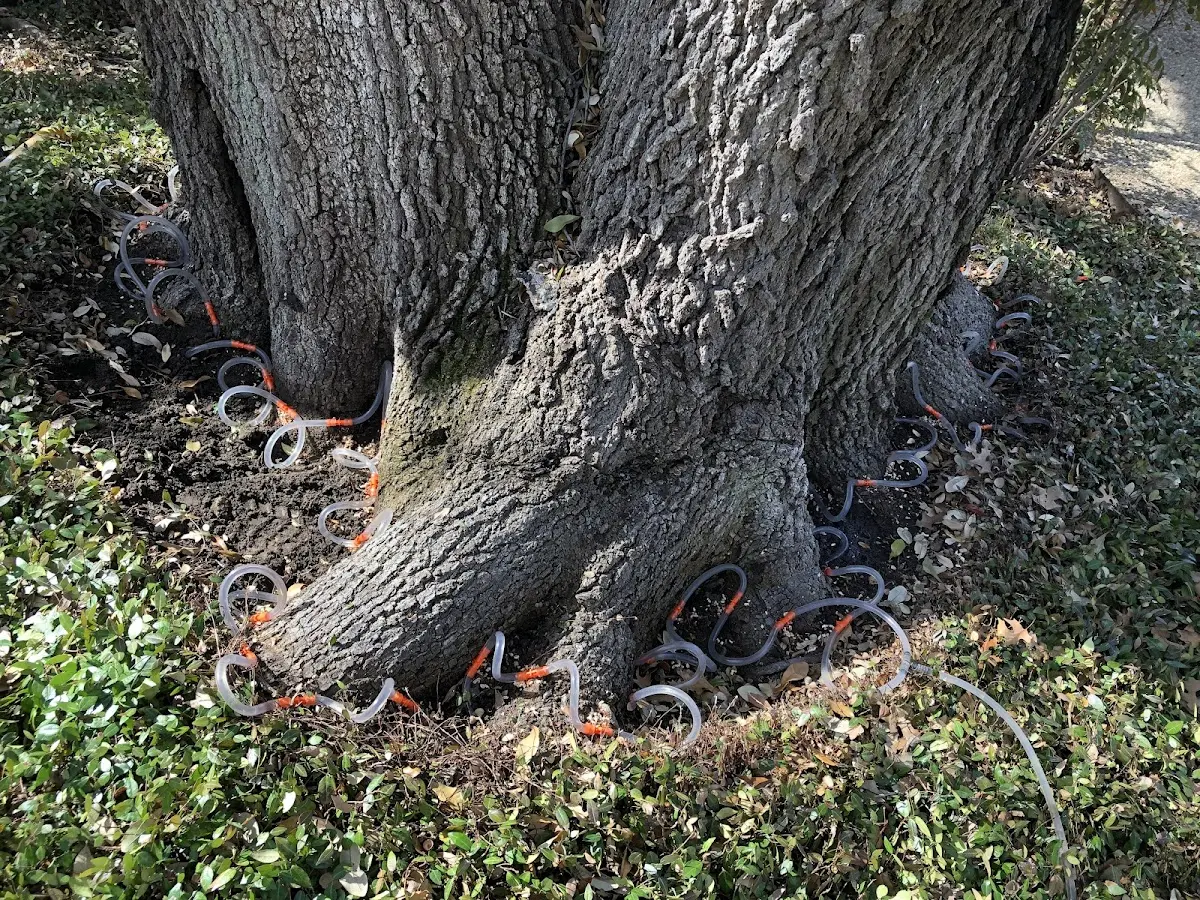 Detailed Tree Cabling and Bracing job site in Carbon Cliff