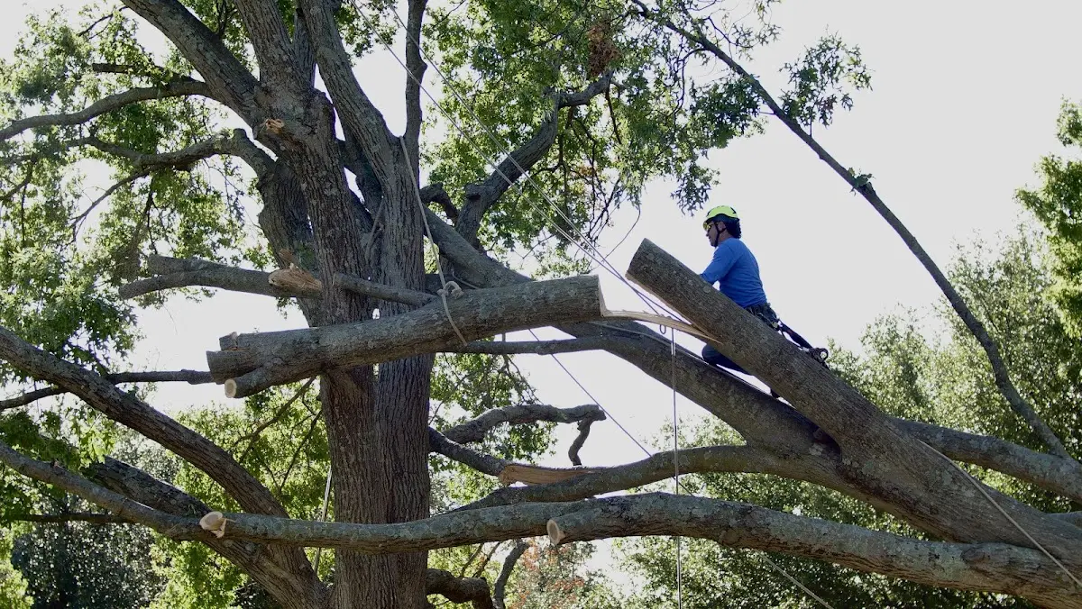 Professional Crown Thinning performed by certified arborists in Carbon Cliff