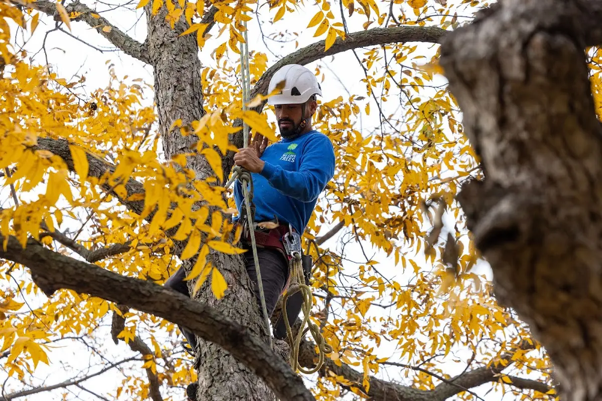 Skilled Storm Damage Cleanup crew working in Carbon Cliff